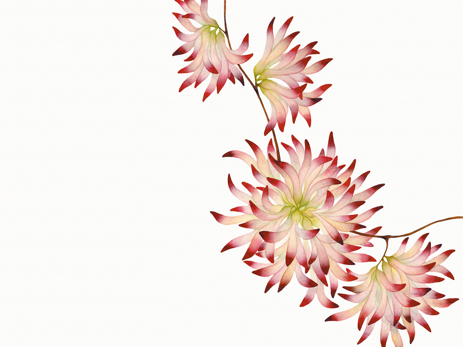 hatano hikaru illustration