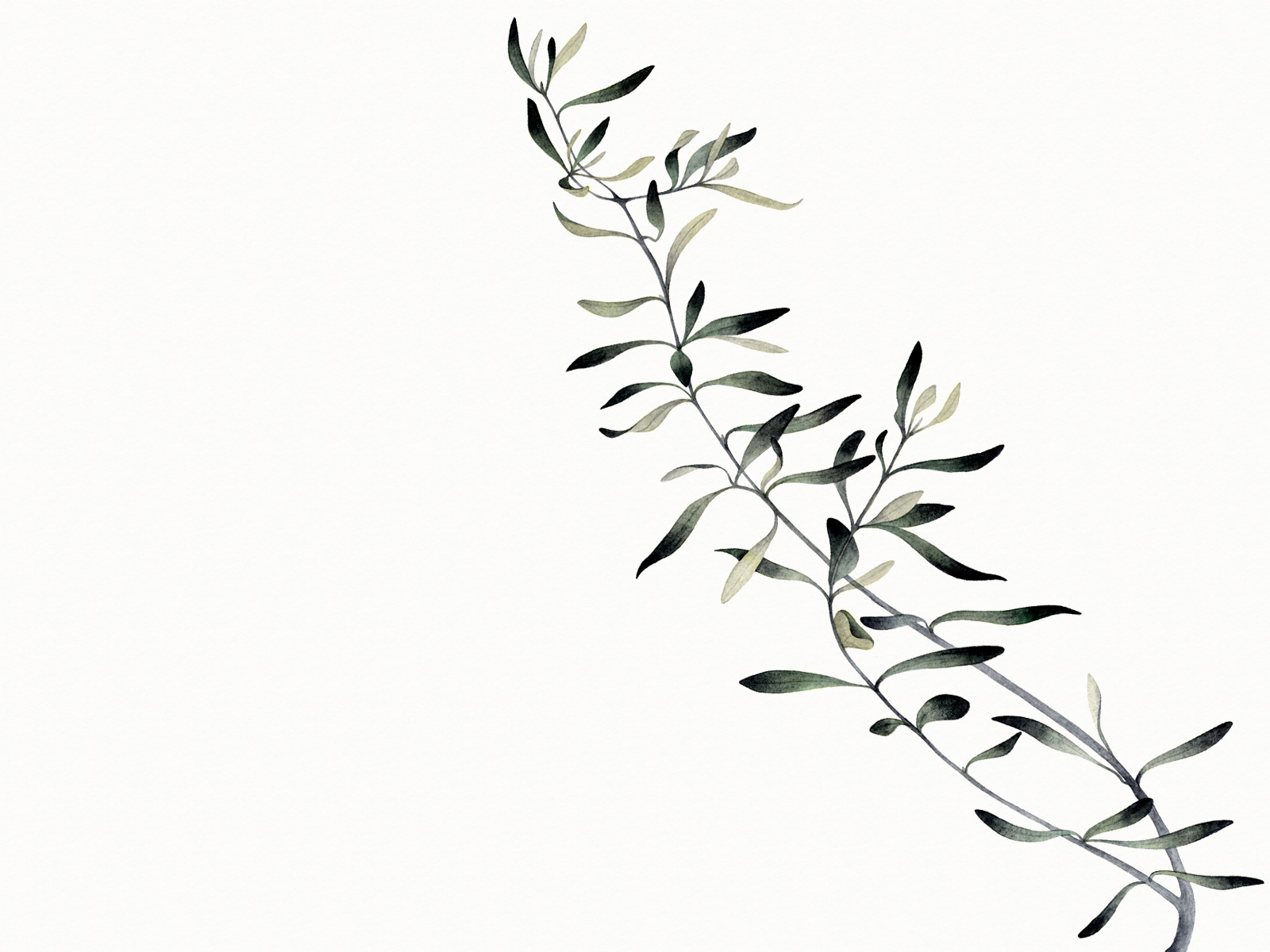 hatano hikaru illustration